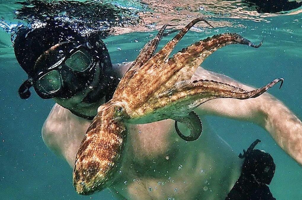 Documentales del medio ambiente como Mi mestro el pulpo.