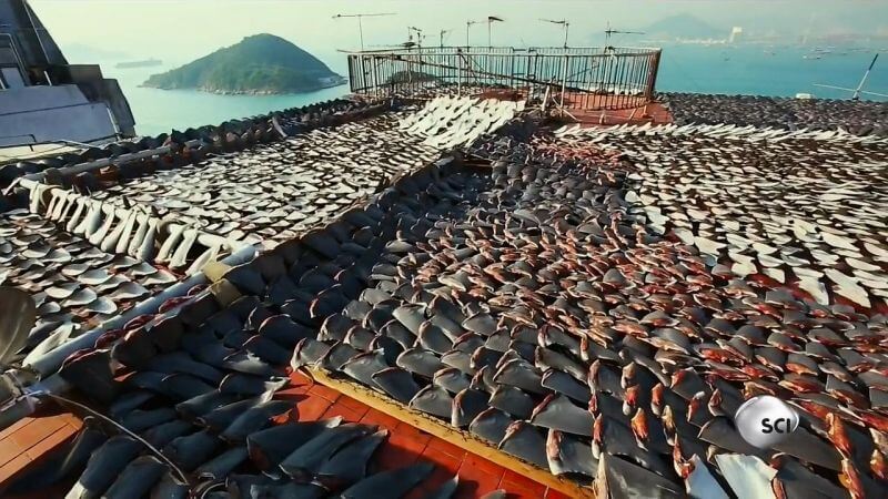 Documentales del medio ambiente como Racing Extinction