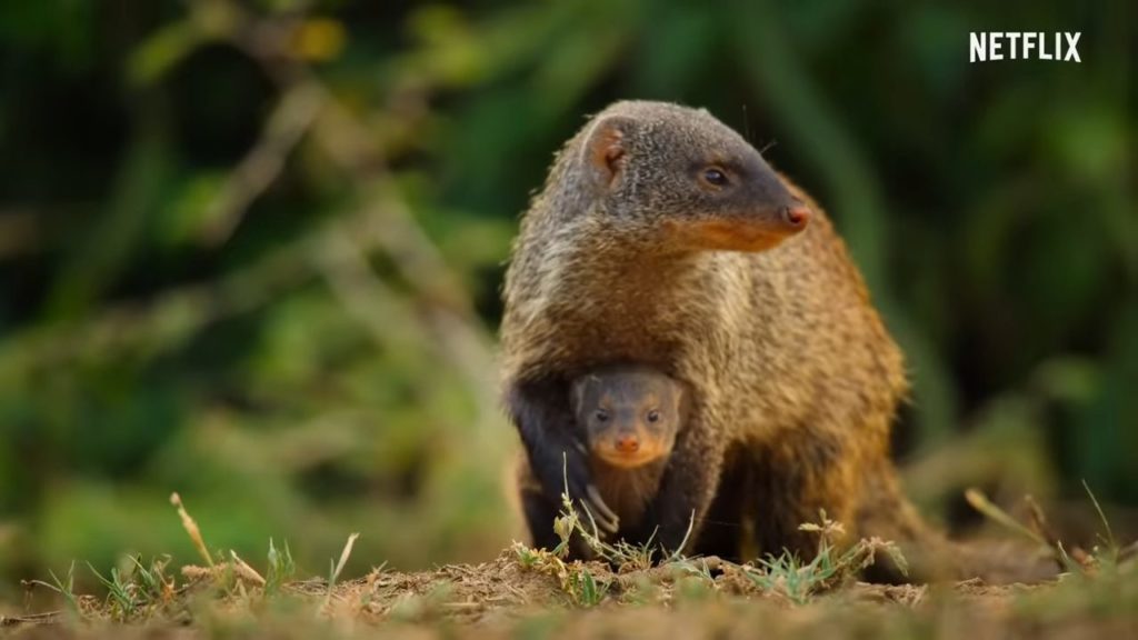 Quito es uno de los protagonistas de Wild Babies