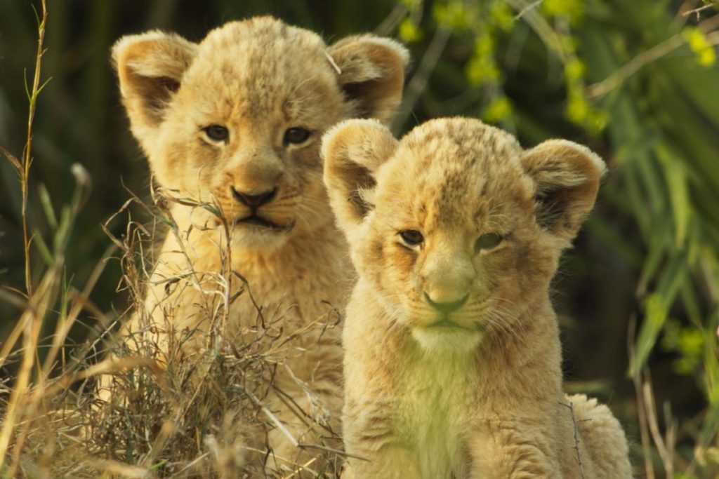Te dejamos nuestra reseña de Wild Babies, la docuserie de Netflix