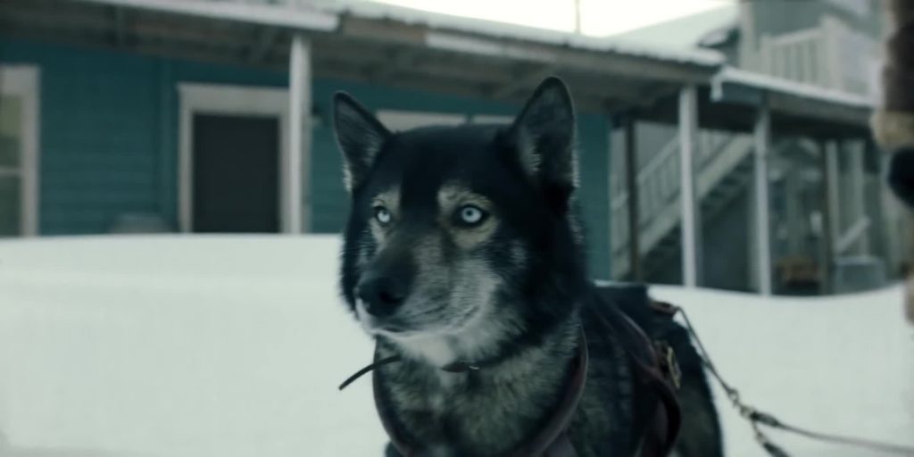 Togo es un perro que siempre será recordado como un gran héroe perruno